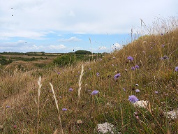 Durlstons National Nature Reserve Guided Walk